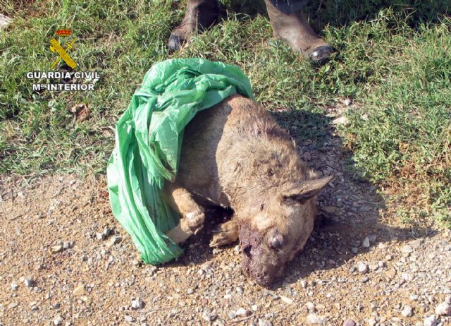 La Guardia Civil esclarece un delito de abandono animal en el que un perro fue atacado por el resto de la manada - 2, Foto 2