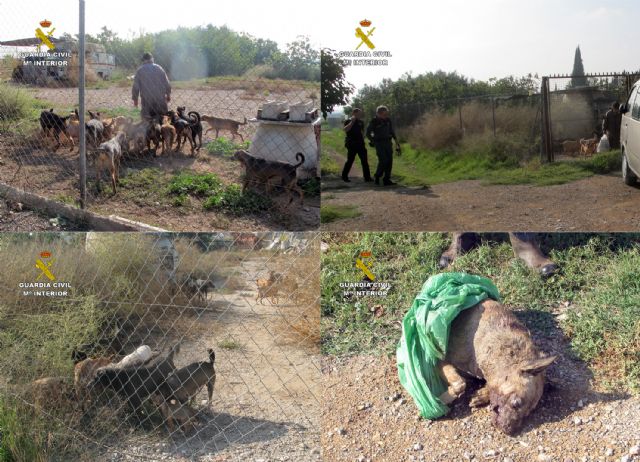 La Guardia Civil esclarece un delito de abandono animal en el que un perro fue atacado por el resto de la manada - 3, Foto 3