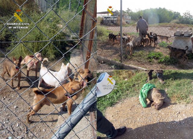 La Guardia Civil esclarece un delito de abandono animal en el que un perro fue atacado por el resto de la manada - 4, Foto 4