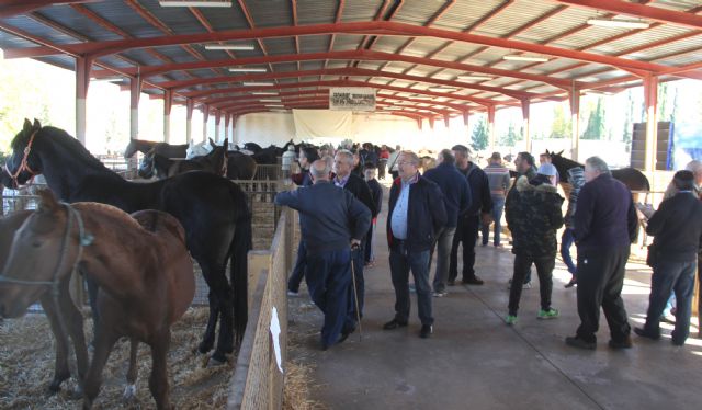 Inaugurada la tradicional Feria de Ganado Equino, con la participación de más de 400 cabezas de ganado - 1, Foto 1
