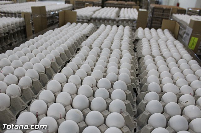 Pedro José Pérez: El Partido Popular es garantía de crecimiento y creación de empleo - 2, Foto 2