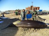 El Zifio de Cuvier varado en La Manga, la especie más escasa entre los cetáceos del Sureste de la Península Ibérica.