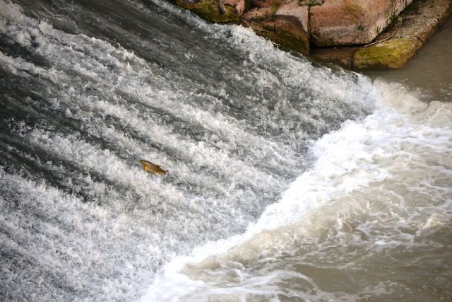 La CHS colocará una escala para peces en el azud de los Molinos del río Segura en la ciudad de Murcia - 2, Foto 2