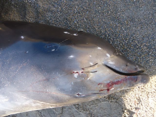 La Consejería de Medio Ambiente atribuye la muerte del cetáceo aparecido en La Manga a un síndrome de descompresión - 1, Foto 1