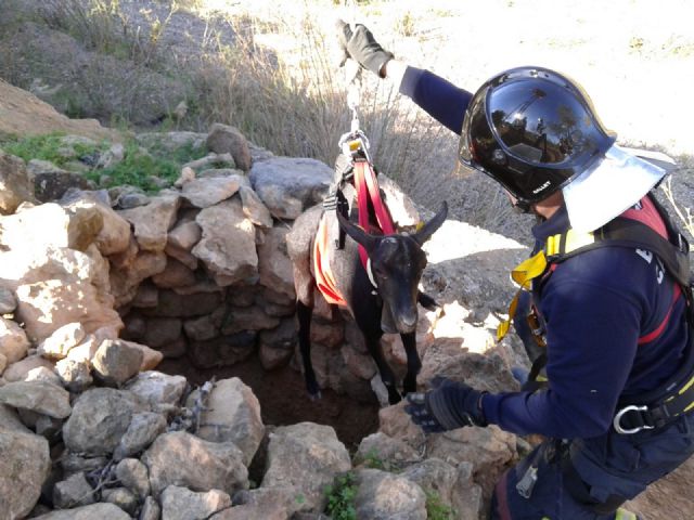 Los Bomberos rescatan a una cabra de un pozo de 14 metros - 5, Foto 5