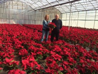 El Ayuntamiento de Lorca plantará en los jardines del municipio 2.500 flores de pascua de su propio vivero - 1, Foto 1