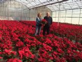 El Ayuntamiento de Lorca plantará en los jardines del municipio 2.500 flores de pascua de su propio vivero