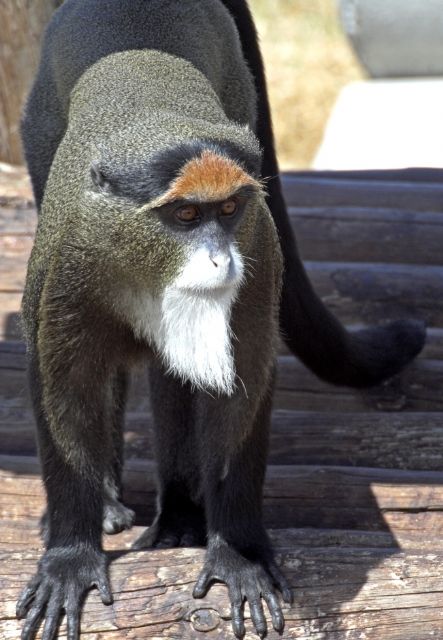 Terra Natura Murcia amplía su participación dentro del Programa Europeo de Especies en Peligro y acoge un nuevo ejemplar de mono Brazza - 1, Foto 1