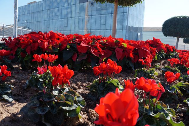 La Concejalía de Medio Ambiente renueva parte de las zonas verdes municipales con flor de temporada - 4, Foto 4