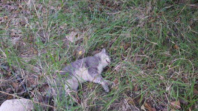 Ahora Murcia denuncia el envenenamiento de animales y pide que ayuntamiento y policía tomen medidas - 2, Foto 2