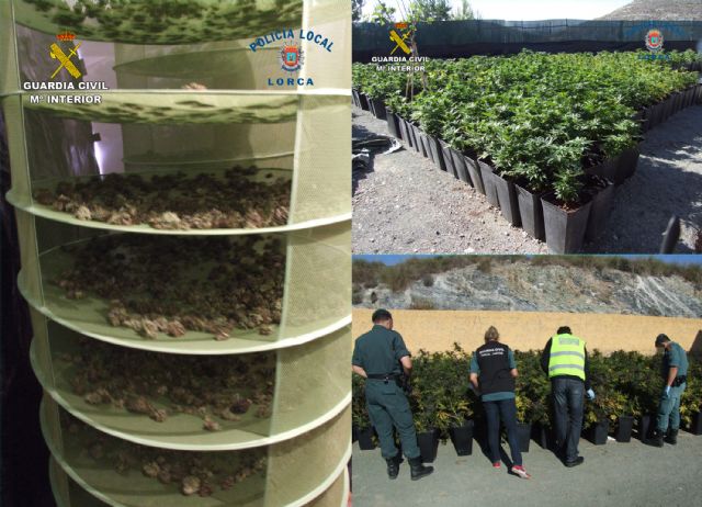 Desmantelan cuatro plantaciones de marihuana en Lorca con más de 2.000 plantas de cannabis - 1, Foto 1