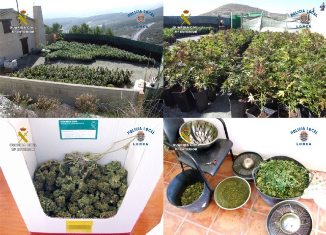 Desmantelan cuatro plantaciones de marihuana en Lorca con más de 2.000 plantas de cannabis - 2, Foto 2