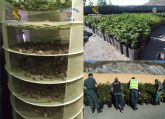 Desmantelan cuatro plantaciones de marihuana en Lorca con más de 2.000 plantas de cannabis