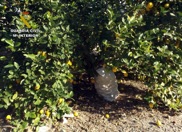 La Guardia Civil arresta a una veintena de personas por la sustracción de productos agrícolas en Murcia y localidades limítrofes - 2, Foto 2