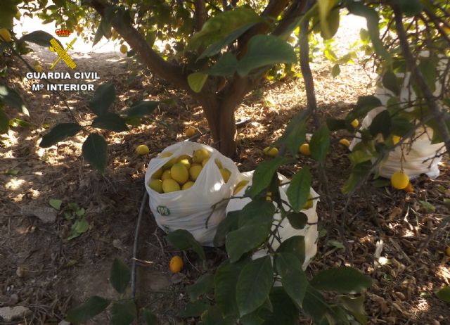 La Guardia Civil arresta a una veintena de personas por la sustracción de productos agrícolas en Murcia y localidades limítrofes - 3, Foto 3