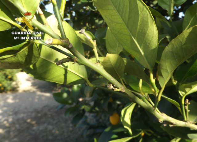 La Guardia Civil arresta a una veintena de personas por la sustracción de productos agrícolas en Murcia y localidades limítrofes - 4, Foto 4