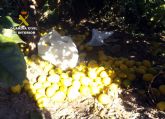 La Guardia Civil arresta a una veintena de personas por la sustracción de productos agrícolas en Murcia y localidades limítrofes