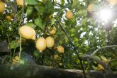 Asaja Murcia reclama contundentemente una campaña de limón español