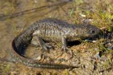 Localizan una población reproductora de gallipato en Sierra Espuña