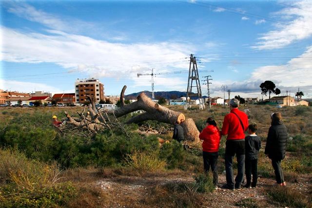 IU pide la dimisión de la concejala de medio ambiente, a quien tacha de arboricida por la tala de un pino de gran porte en la ronda sur - 1, Foto 1