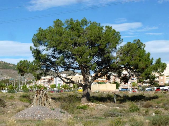 IU pide la dimisión de la concejala de medio ambiente, a quien tacha de arboricida por la tala de un pino de gran porte en la ronda sur - 2, Foto 2