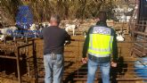 La Policía Nacional detiene a una persona por hurto de reses en explotación agrícola
