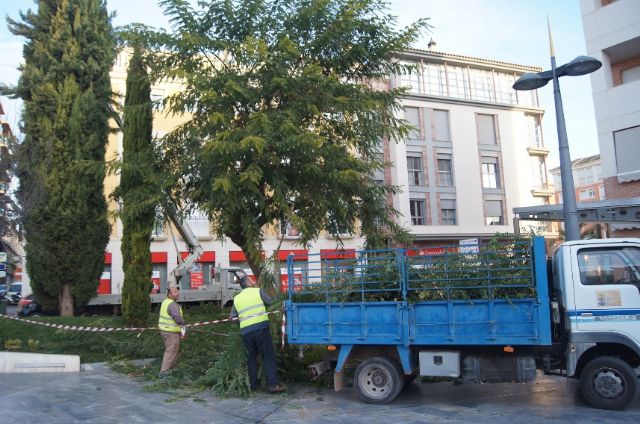 Prune large trees and taller than the parterres de la Balsa Vieja Square for safety, Foto 3
