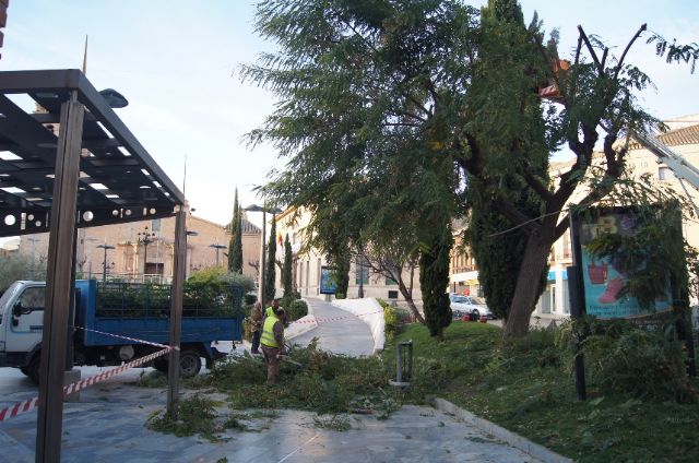Prune large trees and taller than the parterres de la Balsa Vieja Square for safety, Foto 5