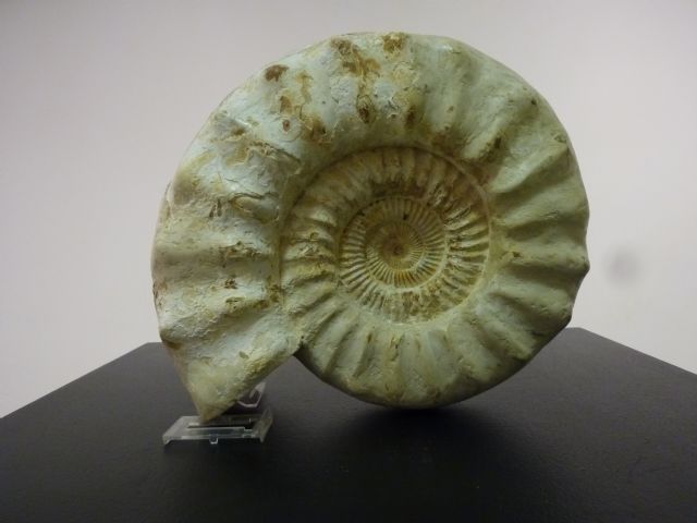 Mañana se inaugura la exposición Cefalópodos Fósiles - 1, Foto 1
