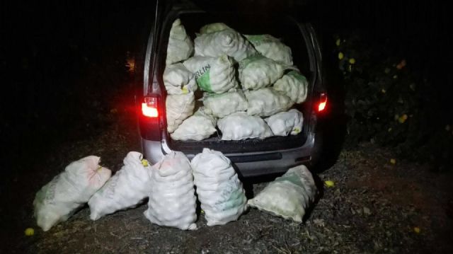 La Policía Local recupera una tonelada y media de limones sustraídos de una finca agrícola - 1, Foto 1