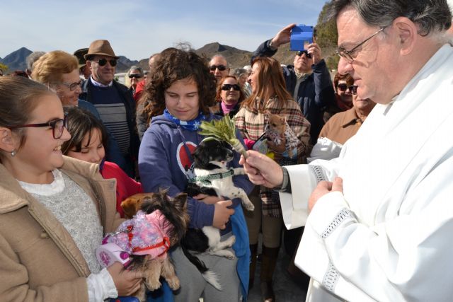 La pedanía de Tébar celebra unas multitudinarias fiestas de San Antonio Abad - 1, Foto 1