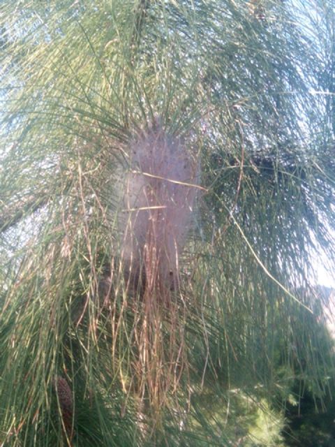 La concejalía de Medioambiente toma medidas para combatir la plaga de la procesionaria - 2, Foto 2