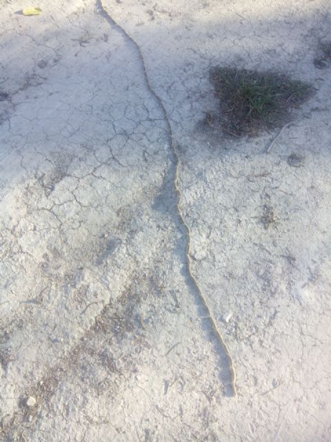 La concejalía de Medioambiente toma medidas para combatir la plaga de la procesionaria - 3, Foto 3