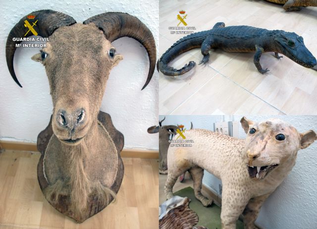 La Guardia Civil decomisa 13 animales naturalizados puestos a la venta en un comercio de antigüedades - 2, Foto 2