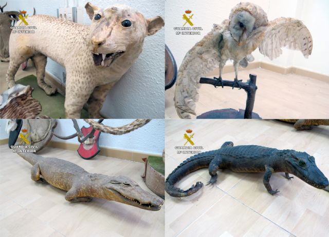 La Guardia Civil decomisa 13 animales naturalizados puestos a la venta en un comercio de antigüedades - 3, Foto 3