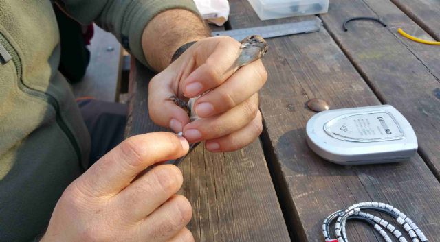 Más de 70 aves anilladas en la jornada de ornitología de Las Fuentes del Marqués - 5, Foto 5
