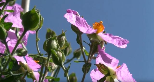 La población de jara de Cartagena cuenta con siete nuevos núcleos poblacionales que suman 273 ejemplares - 1, Foto 1