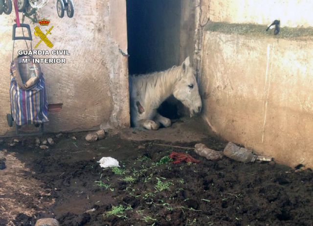 La Guardia Civil investiga a una vecina de Jumilla por la muerte de dos caballos por inanición - 1, Foto 1