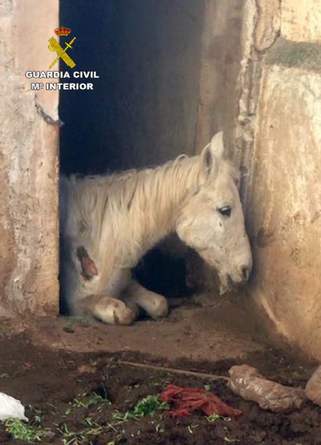 La Guardia Civil investiga a una vecina de Jumilla por la muerte de dos caballos por inanición - 2, Foto 2
