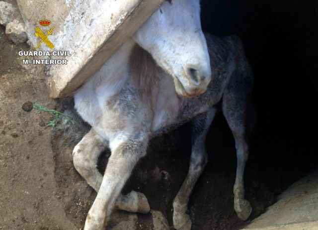 La Guardia Civil investiga a una vecina de Jumilla por la muerte de dos caballos por inanición - 3, Foto 3