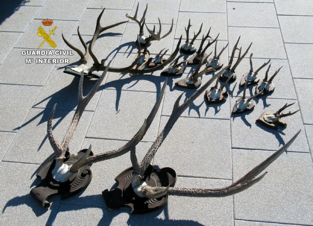 La Guardia Civil sorprende a un ciudadano suizo con 17 trofeos de caza mayor en el coche - 1, Foto 1