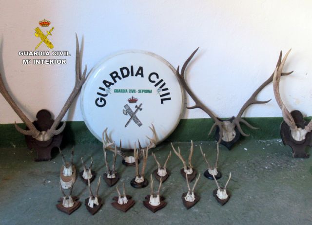 La Guardia Civil sorprende a un ciudadano suizo con 17 trofeos de caza mayor en el coche - 2, Foto 2