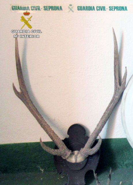La Guardia Civil sorprende a un ciudadano suizo con 17 trofeos de caza mayor en el coche - 3, Foto 3