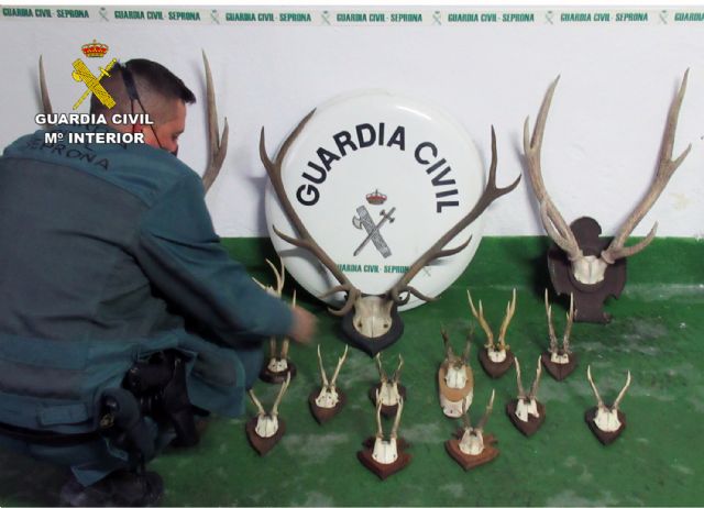 La Guardia Civil sorprende a un ciudadano suizo con 17 trofeos de caza mayor en el coche - 4, Foto 4