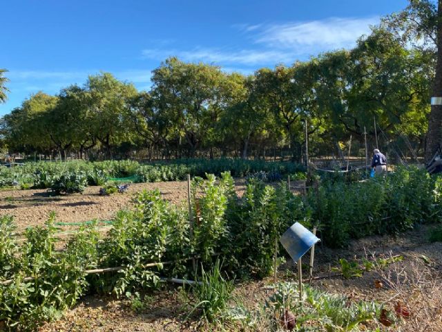 Los usuarios de los huertos de ocio siguen un estricto protocolo para prevenir la aparición de contagios por Covid-19 en sus instalaciones - 3, Foto 3