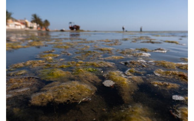 Greenpeace denuncia que Murcia desprecia sus humedales y opta por no conservarlos - 1, Foto 1