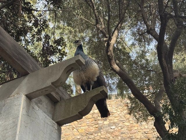 MC demanda una figura responsable que se encargue del cuidado de los animales en el Parque Torres - 2, Foto 2