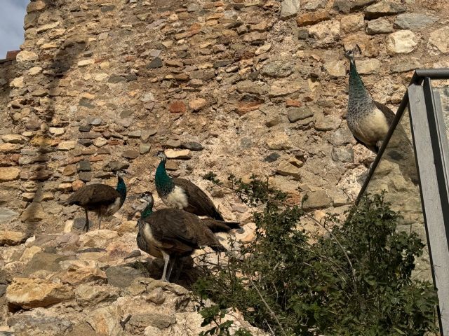 MC demanda una figura responsable que se encargue del cuidado de los animales en el Parque Torres - 4, Foto 4