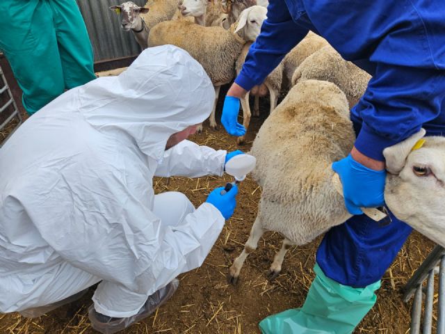 El Gobierno regional invierte 157.000 euros en la compra 150.000 nuevas dosis de la vacuna contra la lengua azul - 2, Foto 2