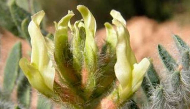 Expertos de la Comisión Europea analizan este miércoles en Cartagena las acciones para recuperar el garbancillo de Tallante - 1, Foto 1